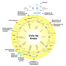 Ciclo de Krebs.svg