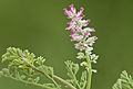 Fumaria officinalis