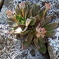 Dudleya cymosa, canyon Tenaya, Yosemite.