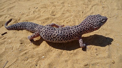 Tokek Leopard, spesimen liar dengan warna dasar cokelat pasir