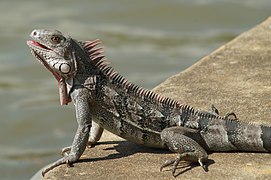 Iguana V.jpg