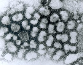 Microfotografia de Influenzavirus A