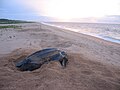 Image 38Leatherback sea turtle on the beach near the village of Galibi (from Suriname)