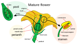 Biology - flower