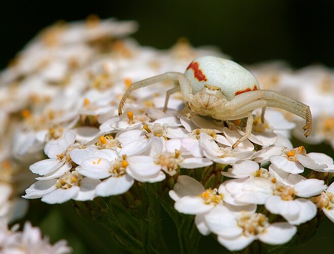 Самка цветочного паука Мизумена косолапая (лат. Misumena vatia) на букете цветов тысячелистника (лат. Achillea millefolium').