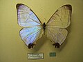 Morpho (Cytheritis) sulkowskyi