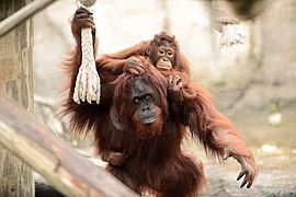 Mother Orangutan Carrying Daughter (12627232273).jpg