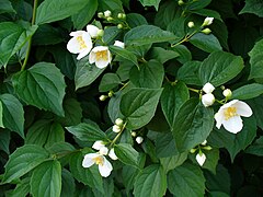 Fleurs à 4 pétales blancs, en coupe.