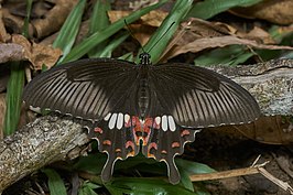 Papilio polytes