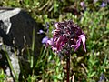 Pedicularis ornithorhyncha