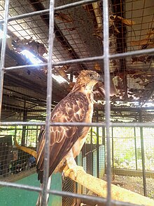 Head of a Philippine Eagle