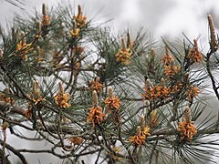 Pinus taiwanensis, Ren’ai Township, Nantou, Taiwan 03.jpg