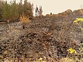 Image 50Charred shrubland in suburban Sydney (2019–20 Australian bushfires). (from Wildfire)