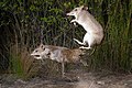 "Southern_Brown_Bandicoot_and_Long-nosed_Bandicoot_1672.jpg" by User:JJ Harrison