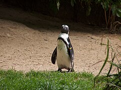 Brillenpinguin