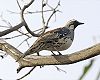 Spotted Quail-thrush