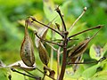 Thalictrum aquilegifolium（キンポウゲ科）の痩果