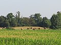 Feld über der Nekropole (Tumulus) von Les Prés-de-l’Eau