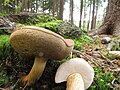 Tylopilus felleus