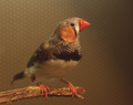 October 17: young zebra finch