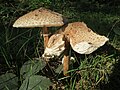 Macrolepiota procera (Agaricaceae)