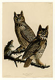 Great horned owl (Bubo virginianus)