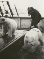 Polar bear cubs! On a boat!