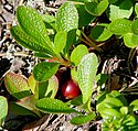 Alpine bearberry