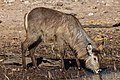 * Nomination Waterbuck (Kobus ellipsiprymnus), Chobe National Park, Botswana --Poco a poco 18:39, 22 November 2018 (UTC) * Promotion Good quality. --Isiwal 19:04, 22 November 2018 (UTC)