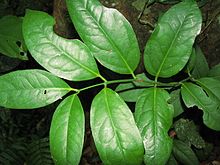 Austrobaileya scandens (Austrobaileyaceae)