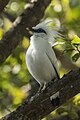 Bali Starling - Bali Barat MG 8974 (29654702785)