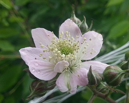 "Blackberry_flower_(2).jpg" by User:SteinsplitterBot