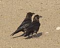 Two brown-necked ravens in Egypt