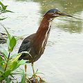 Green heron