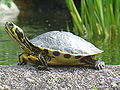 Trachemys scripta