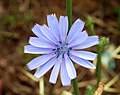 Gemeine Wegwarte (Cichorium intybus)