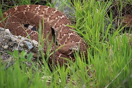 Crotalus ruber 63293228.jpg