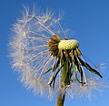 Rožke na regratu (Taraxacum) opremljene z obročem drobnih laskov, ki delujejo kot padalce in pomagajo pri razširjanju z vetrom.