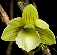 Dendrobium reypimentelii