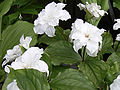 Trillium grandiflorum 'Flore Pleno'