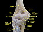 Elbow joint. Deep dissection. Anterior view.