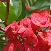 Euphorbia milii (Family Euphorbiaceae) - Flowers II.jpg