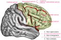 Lateral surface of right frontal lobe. Precentral sulcus is labeled by * and **.