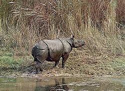 Indijas degunradzis Rhinoceros unicornis