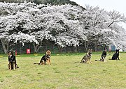 満開の桜と、海上自衛隊舞鶴陸警隊の警備犬たち