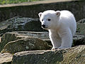 Zoo, Knut 24.03.2007
