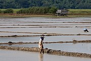 Plantación de arroz en Sabah