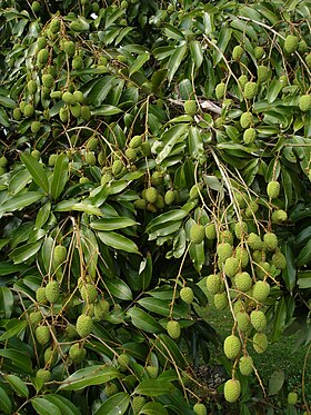 Litchi (Litchi chinensis).