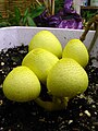 Leucocoprinus