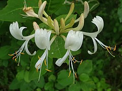 Lonicera periclymenum 137722466.jpg